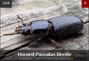 Create a Ultimate Ga Insect - Round 1: Coleoptera Tier List - TierMaker