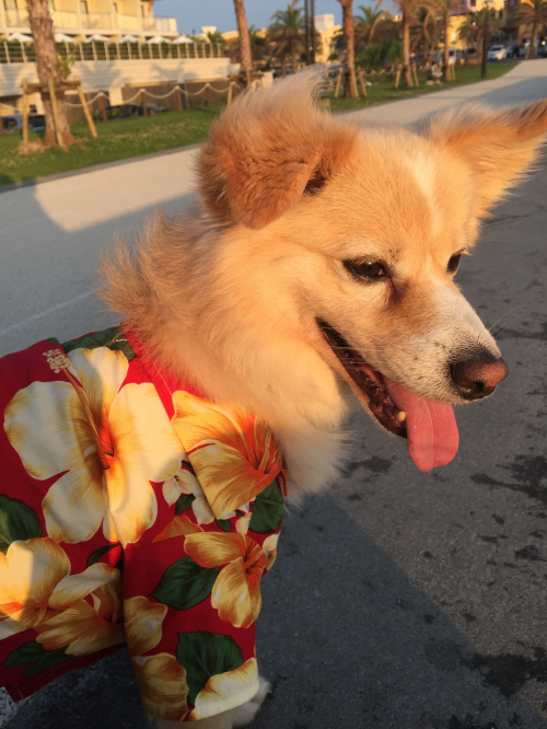 Victoria 2 players Tier List Rankings) TierMaker