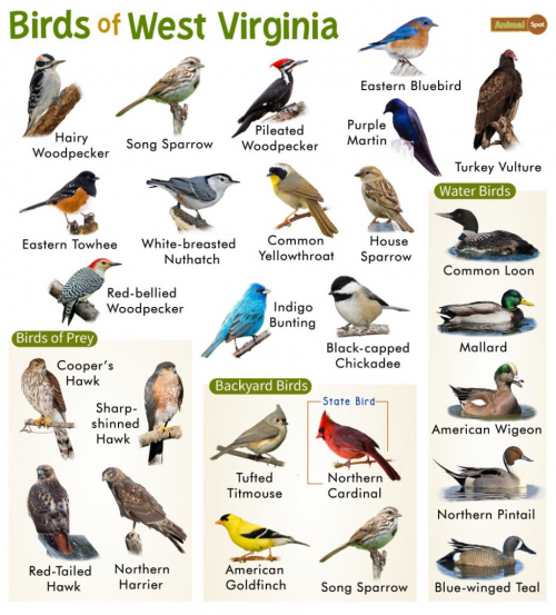 Create a West Virginia Bird Tier List - TierMaker