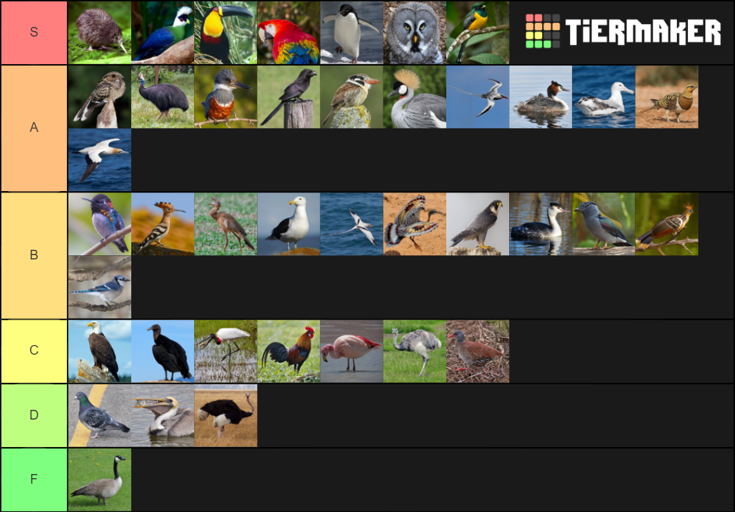 Bird Orders Tier List Rankings) TierMaker