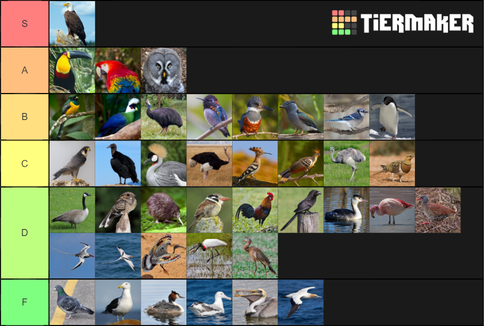 Bird Orders Tier List Rankings) TierMaker