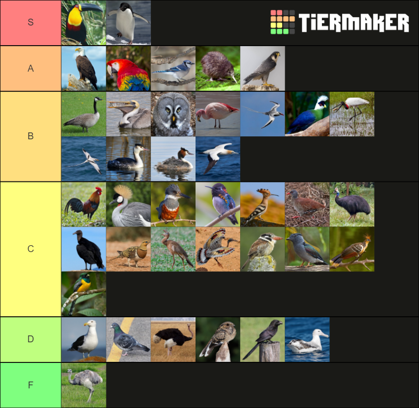 Bird Orders Tier List Rankings) TierMaker