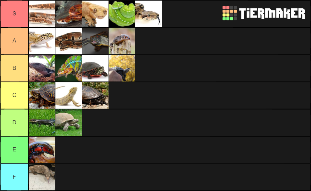 Pet Reptiles Tier List Rankings) TierMaker