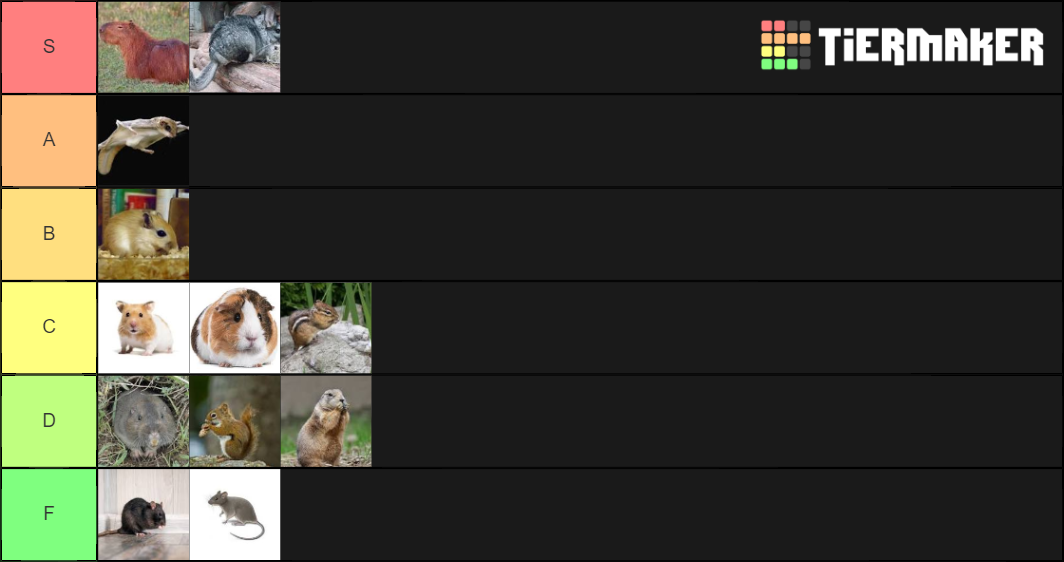 Pet Rodent TierList Tier List Rankings) TierMaker