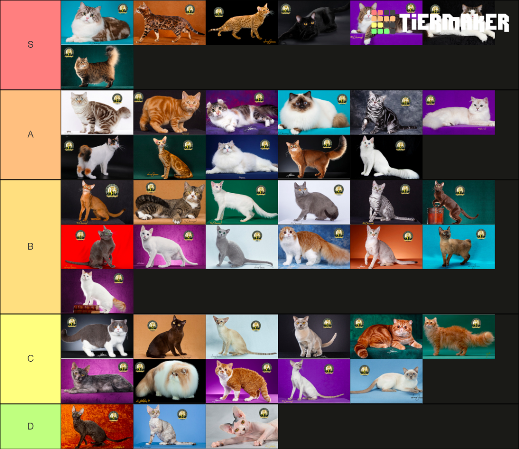 CFA Cat Breeds Tier List Rankings) TierMaker