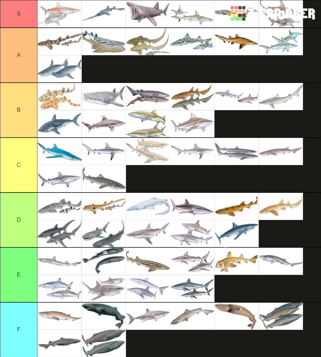 All 60 shark species Tier List (Community Rankings) - TierMaker