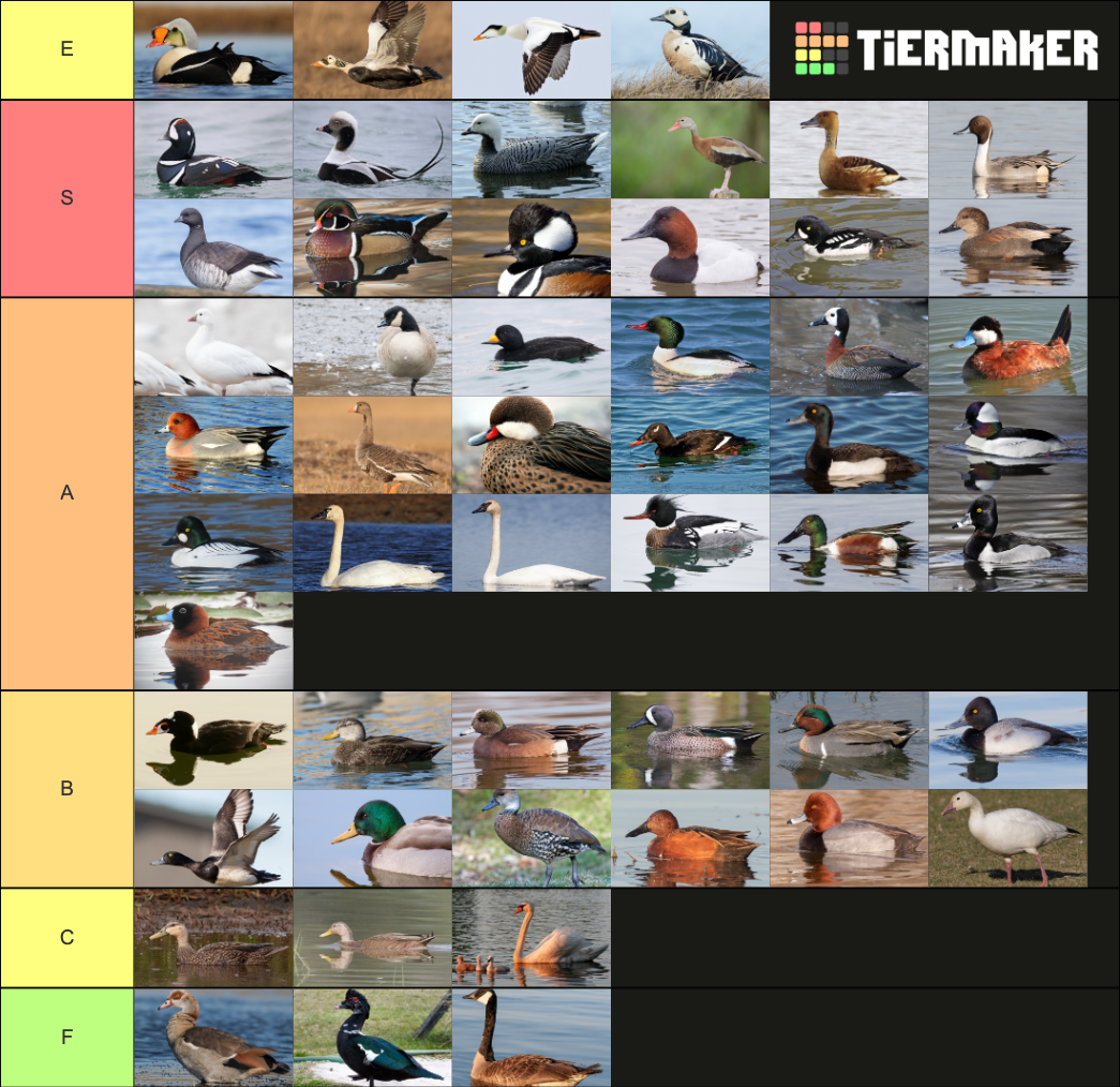 Waterfowl of North America (ducks, geese, and swans) Tier List