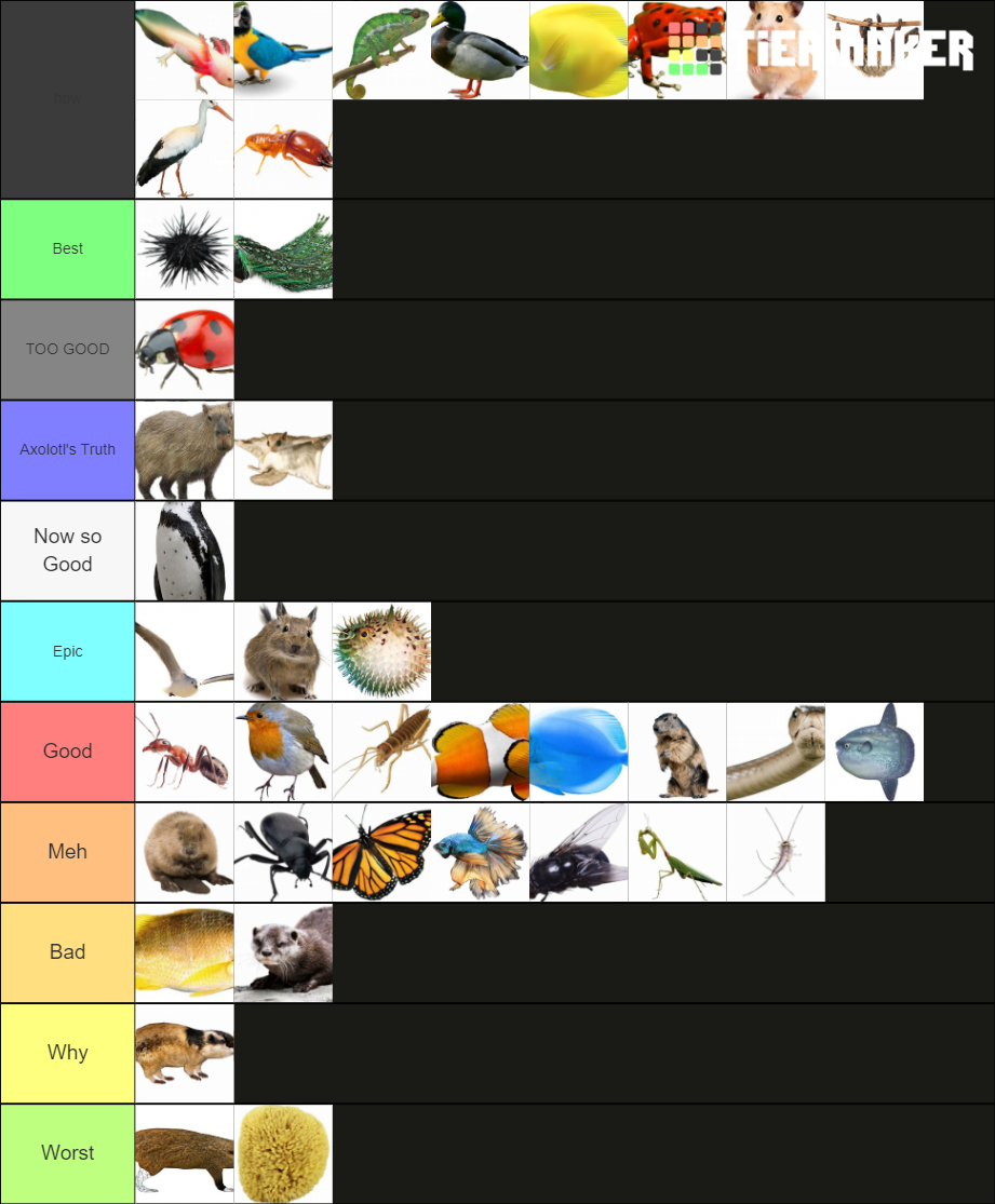 Animal Ranking Tier List Create a every animal tier list | tier maker free – PBFF