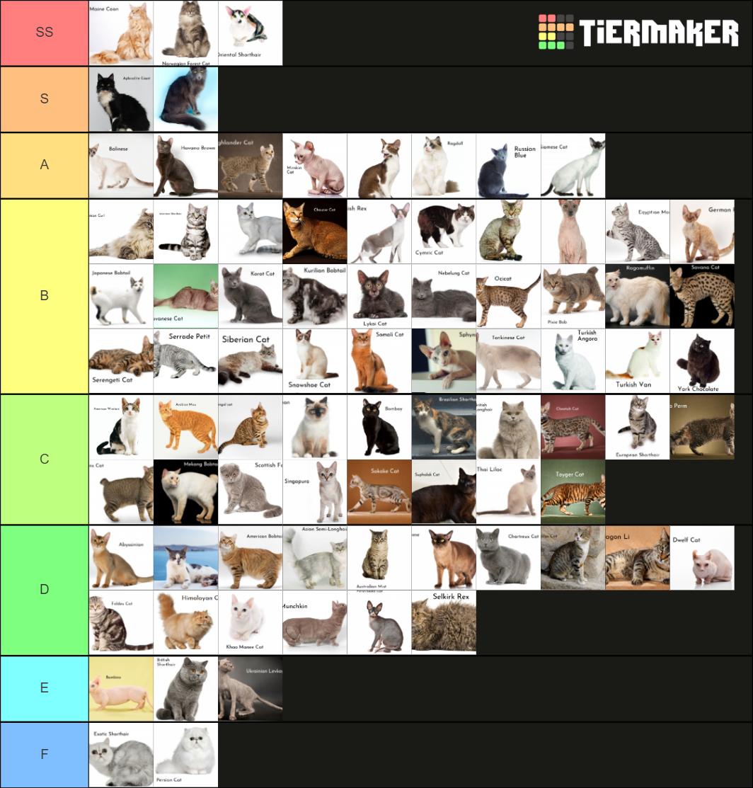 Cat breeds Tier List Rankings) TierMaker