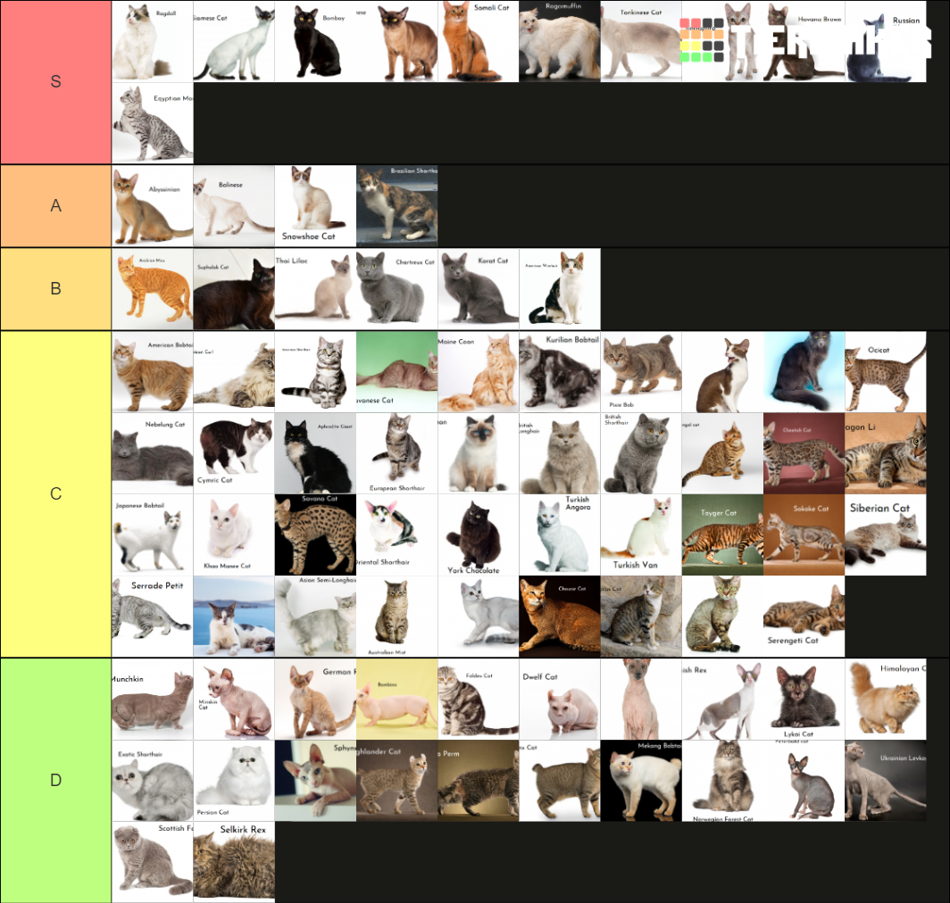 Cat breeds Tier List Rankings) TierMaker