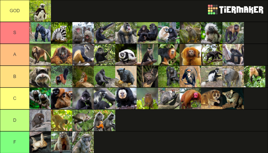 Zoo Primates 1 Tier List Rankings) TierMaker