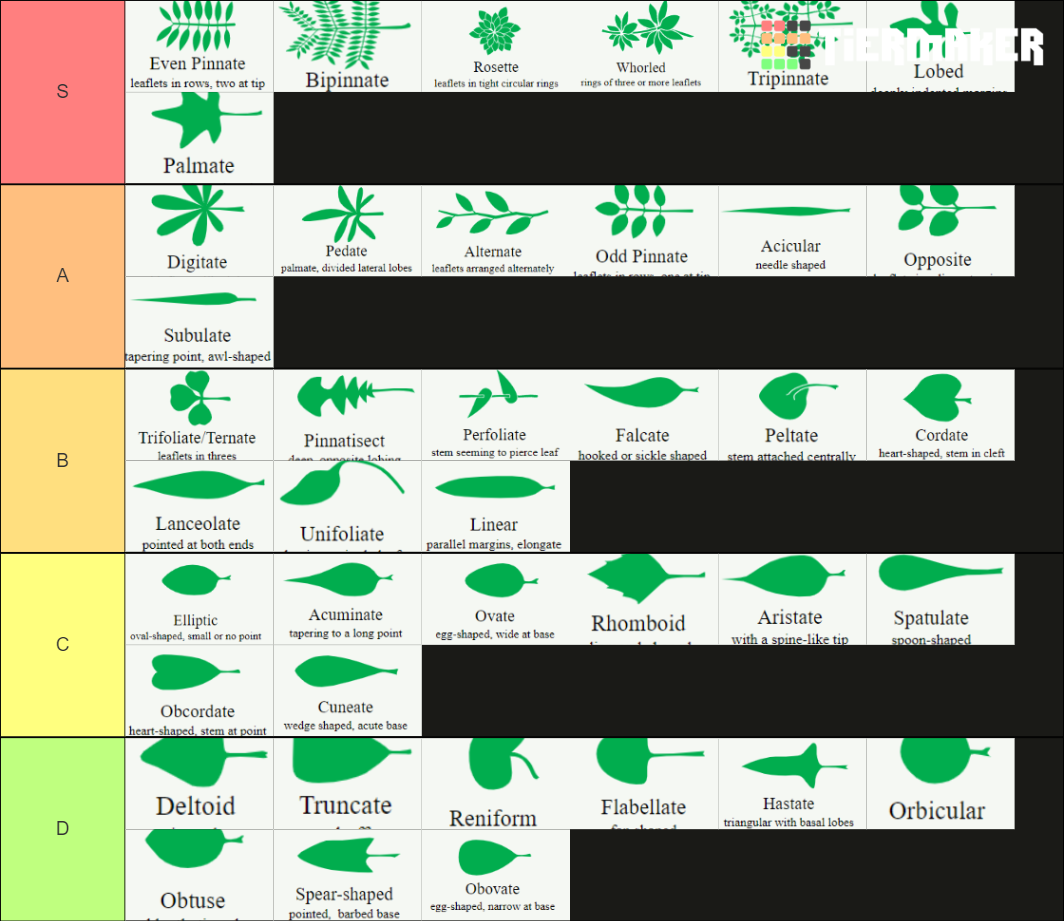 Leaf Shape Tier List Community Rankings TierMaker leaf-shape-tier-list-community-rankings-tiermaker