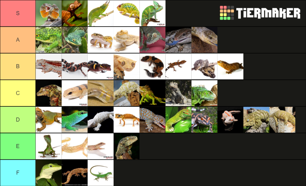 common-captive-reptile-tier-list-community-rankings-tiermaker
