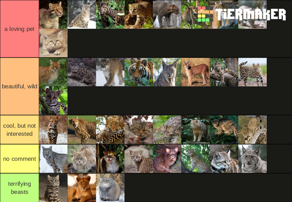 wild cats Tier List Rankings) TierMaker