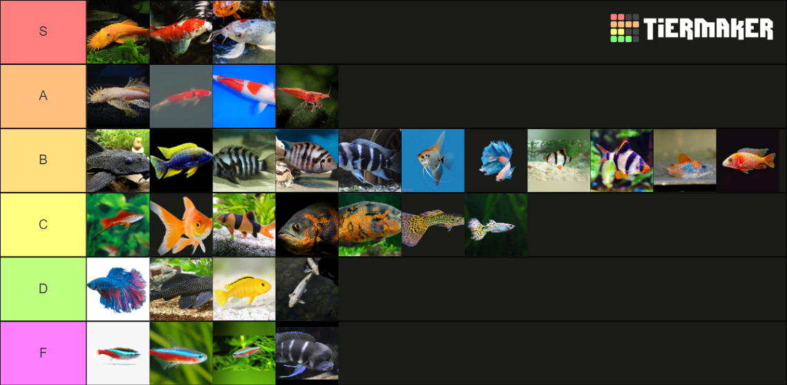 Aquarium Fish Tier List (Community Rankings) - TierMaker