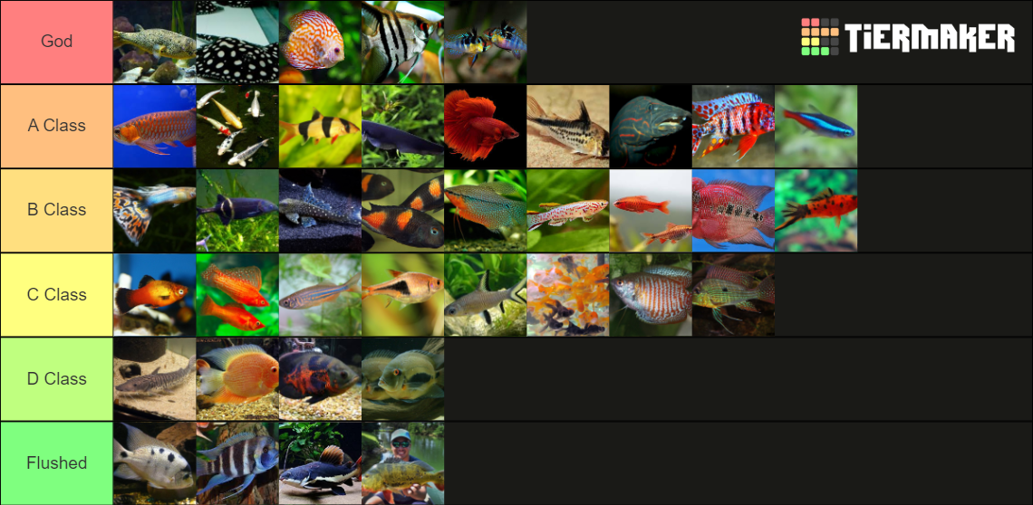 aquarium-fish-freshwater-tier-list-community-rankings-tiermaker