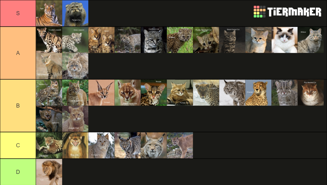 Wild Cat ranking (Pallas's cat included) (35 cats total) Tier List