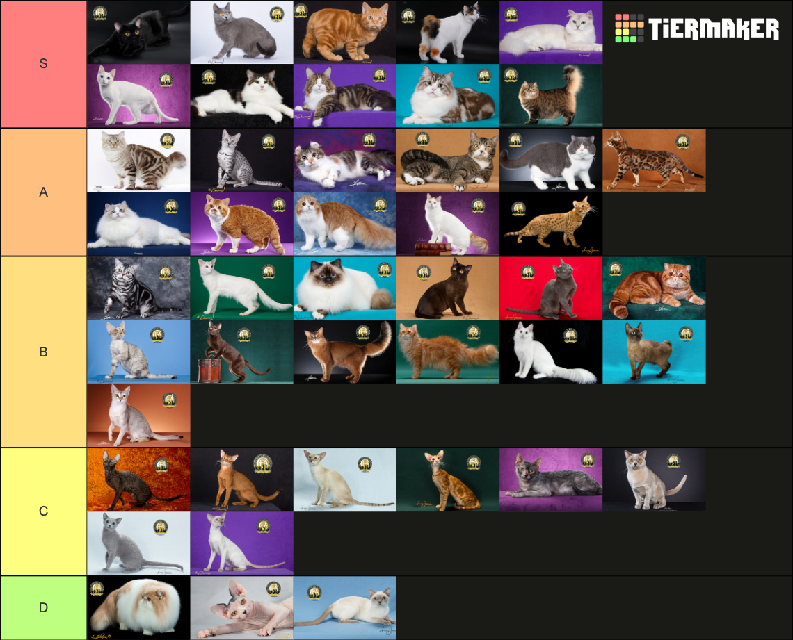 Cat Breed Tier List Community Rankings TierMaker