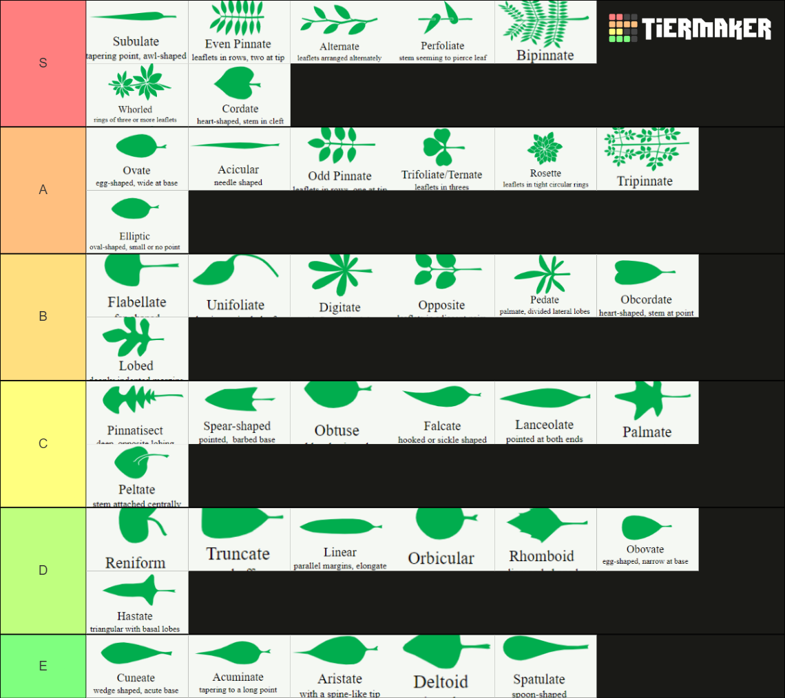 Leaf Shape Tier List Community Rankings TierMaker leaf-shape-tier-list-community-rankings-tiermaker