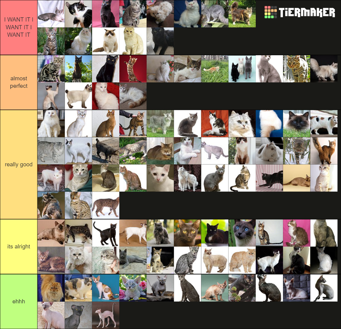 Every Cat Breed Tier List Rankings) TierMaker