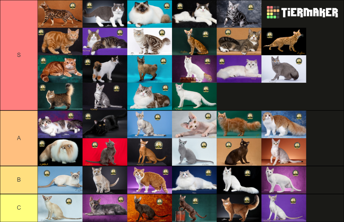 Cat Breed Tier List Rankings) TierMaker