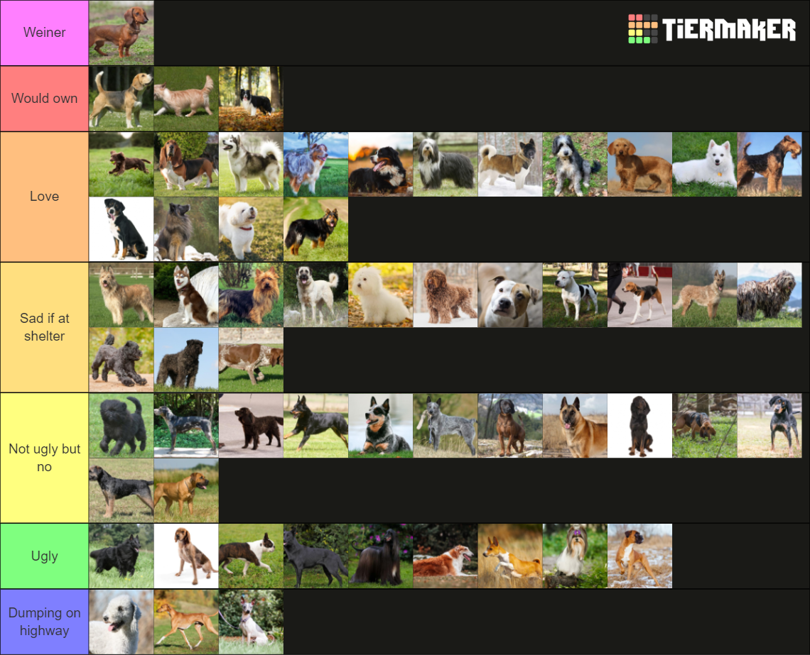 Every Official Dog Breed From AKC Tier List Rankings