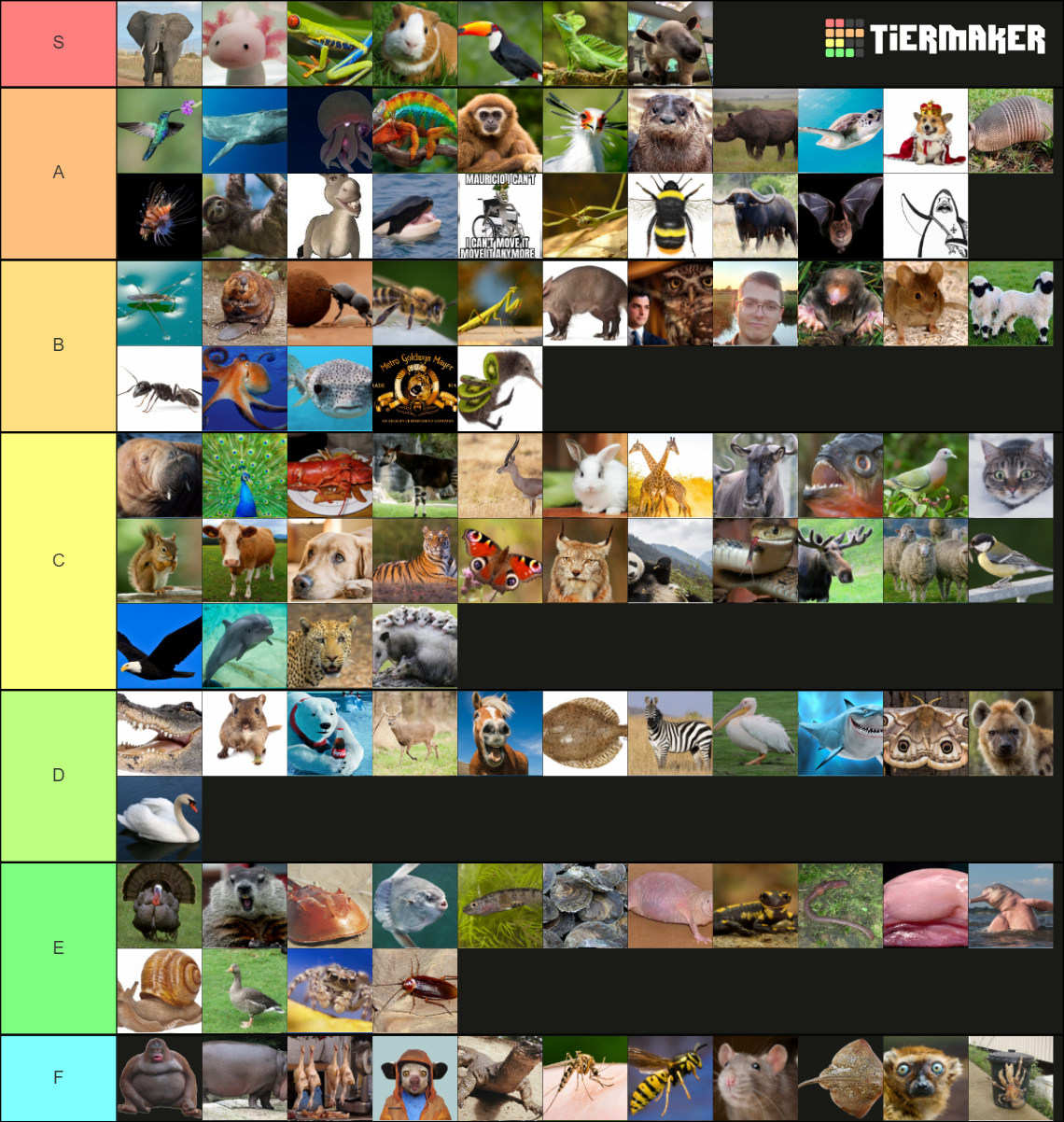 animal-tier-list-community-rankings-tiermaker