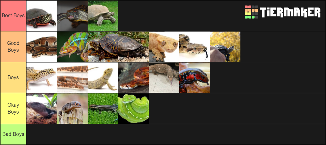 Pet Reptiles Tier List Rankings) TierMaker